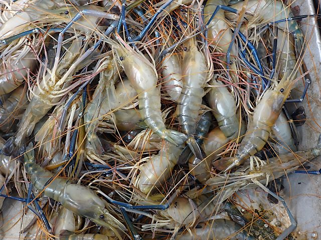 Giant freshwater prawn for sale in market.