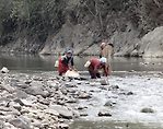 Wild collection of small indigenous fish species.