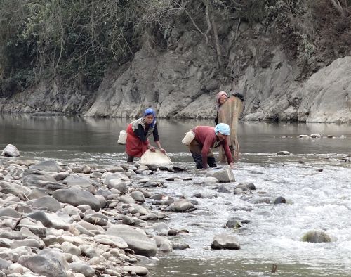 Wild collection of small indigenous fish species.