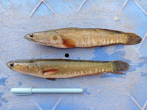 Channa striatus (murrel).