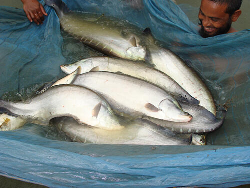 Giant featherback broodstock, Notopterus chitala.