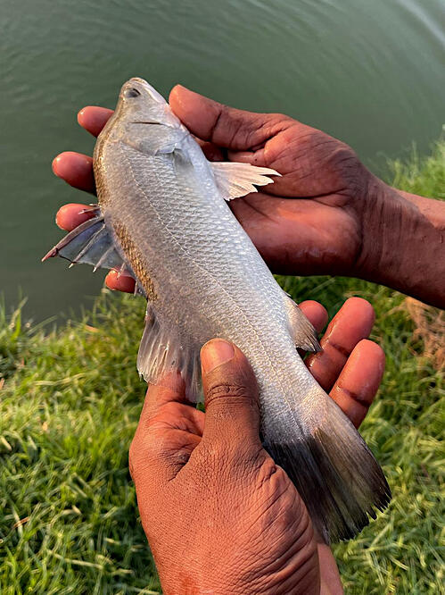 Asian seabass (Lates calcarifer) juvenile.