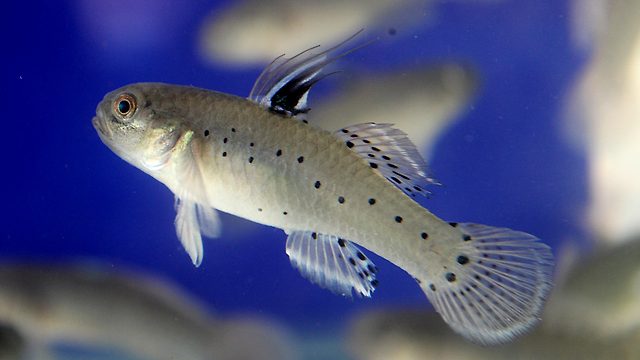 Knight goby, Stigmatogobius sadanundio.