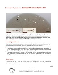 Translucent post-larvae disease (TPD): Disease card