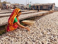 Sun-drying marine fish at Junput-Biramput, Purba Medinipur, West Bengal, India