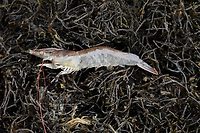 From coast to pond: Integrating seaweed aquaculture with brackishwater farming systems