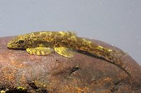 Bhavania australis.