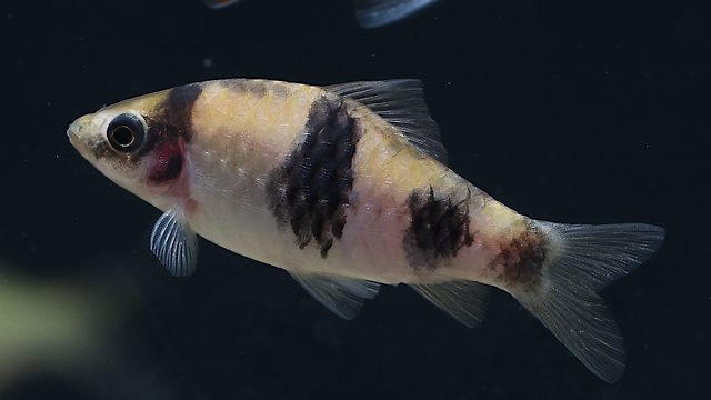 Melon barb, Haludaria fasciata.