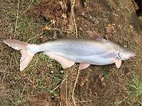 Pangasius pangasius.