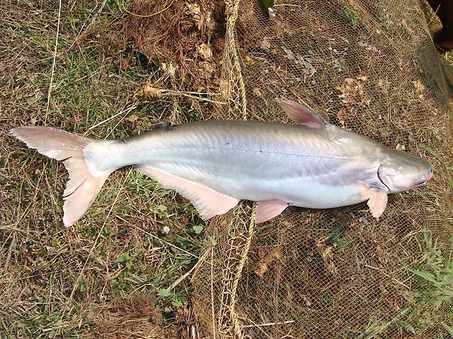 Pangasius pangasius.