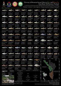 Species poster: Diversity of Mountain stream fishes in Moei and Khwae Yai River Basin, Tak Province, Thailand
