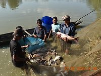 Harvesting carps from polyculture.