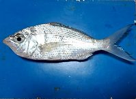 Silver biddy, Gerres oyena.