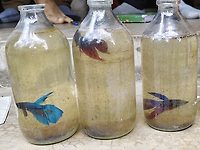 Siamese fighting fish Betta splendens grown in recycled bottles.