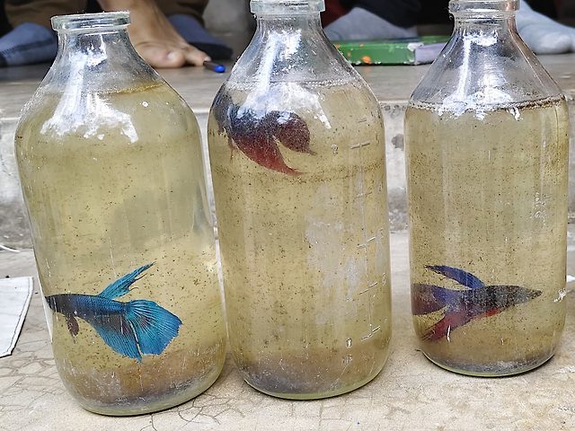 Siamese fighting fish Betta splendens grown in recycled bottles.