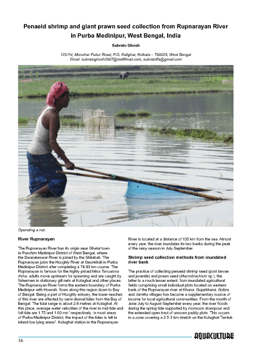 Penaeid shrimp and giant prawn seed collection from the Rupnarayan River in Purba Medinipur