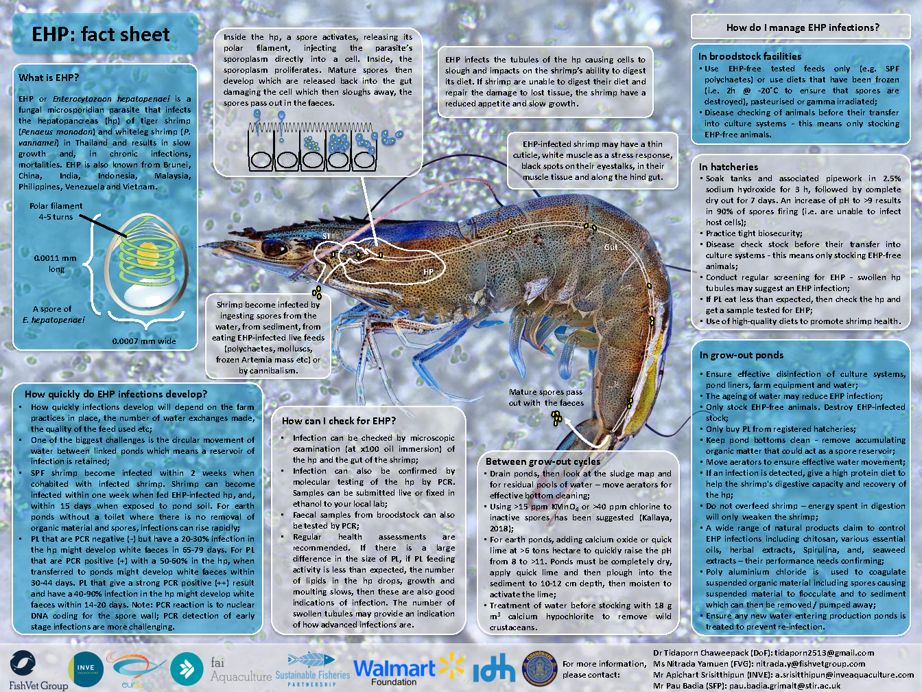 Fact sheet on Enterocytozoon hepatopenaei, a