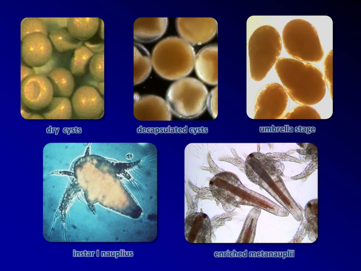 Webinar: Status of Artemia cyst use in fish and crustacean hatcheries