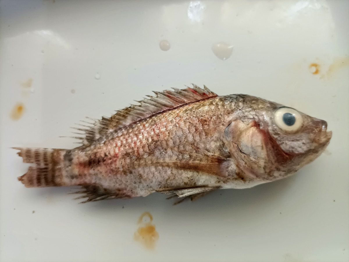 Tilapia Parvovirus Disease: An Emerging Threat For The Tilapia ...