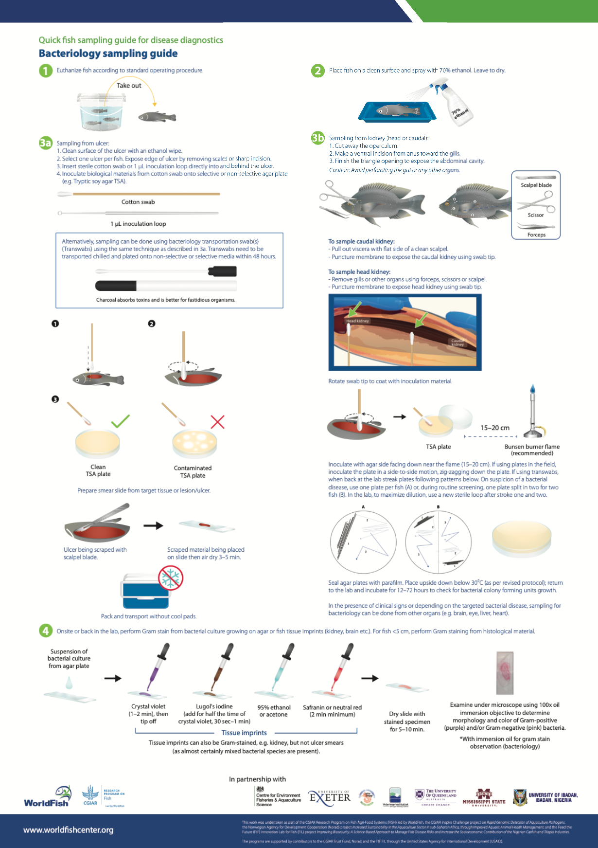 Quick fish sampling for disease diagnostics: Bacteriology sampling 