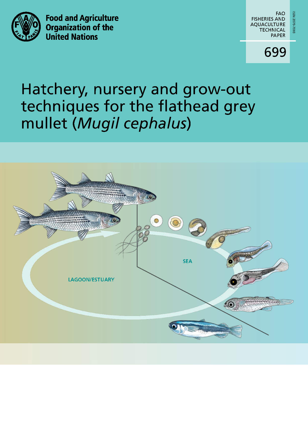 Hatchery, nursery and grow-out techniques for the flathead grey mullet (Mugil cephalus)